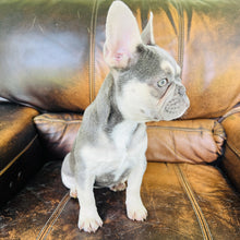 Load image into Gallery viewer, Champagne - Mini French Bulldog
