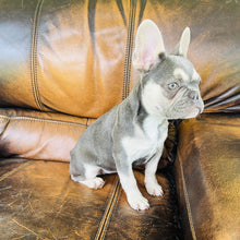 Load image into Gallery viewer, Champagne - Mini French Bulldog

