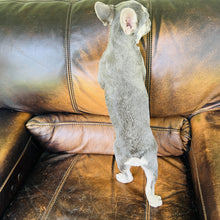 Load image into Gallery viewer, Champagne - Mini French Bulldog
