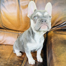 Load image into Gallery viewer, Champagne - Mini French Bulldog
