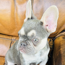 Load image into Gallery viewer, Champagne - Mini French Bulldog
