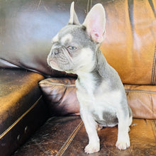 Load image into Gallery viewer, Champagne - Mini French Bulldog
