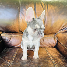 Load image into Gallery viewer, Champagne - Mini French Bulldog
