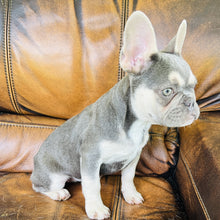 Load image into Gallery viewer, Champagne - Mini French Bulldog
