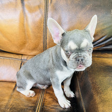 Load image into Gallery viewer, Champagne - Mini French Bulldog
