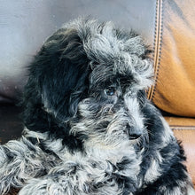 Load image into Gallery viewer, Cindy - Mini Aussiedoodle
