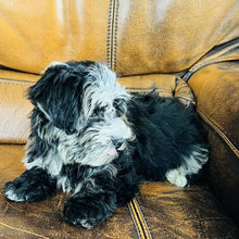 Load image into Gallery viewer, Bubbles - Mini Aussiedoodle
