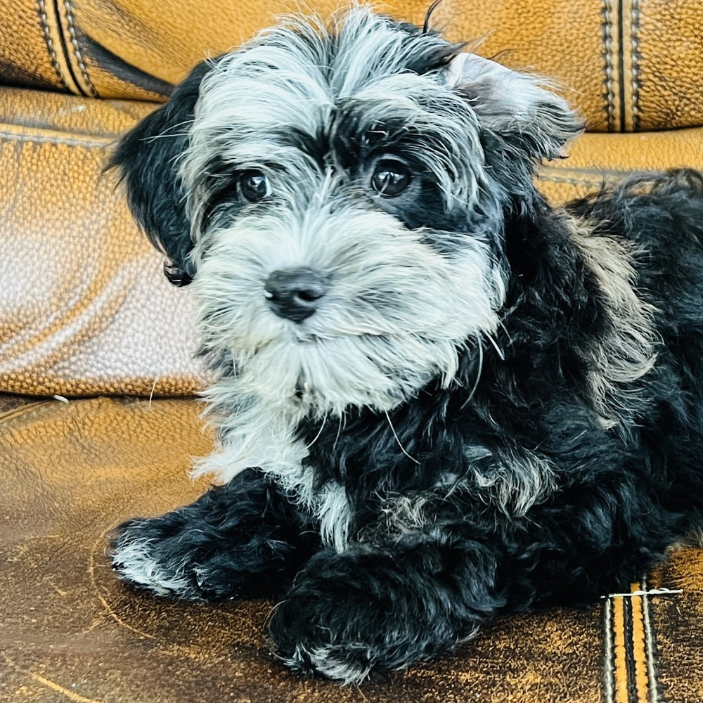 Bubbles - Mini Aussiedoodle