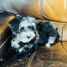 Load image into Gallery viewer, Bubbles - Mini Aussiedoodle
