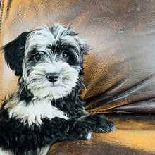 Load image into Gallery viewer, Bubbles - Mini Aussiedoodle
