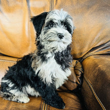 Load image into Gallery viewer, Bubbles - Mini Aussiedoodle
