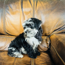 Load image into Gallery viewer, Bubbles - Mini Aussiedoodle
