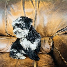 Load image into Gallery viewer, Bubbles - Mini Aussiedoodle
