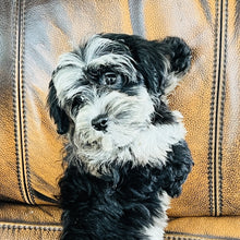 Load image into Gallery viewer, Bubbles - Mini Aussiedoodle
