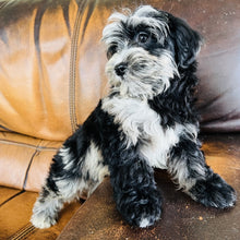 Load image into Gallery viewer, Bubbles - Mini Aussiedoodle
