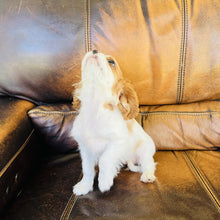 Load image into Gallery viewer, Dot  Found a home with Arther - Cavalier King Charles Spaniel
