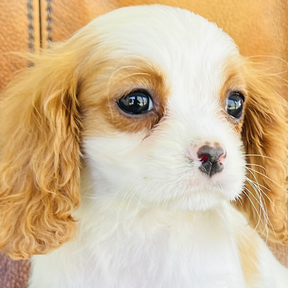 Dot  Found a home with Arther - Cavalier King Charles Spaniel