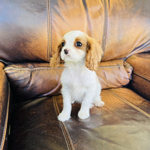 Load image into Gallery viewer, Dot  Found a home with Arther - Cavalier King Charles Spaniel
