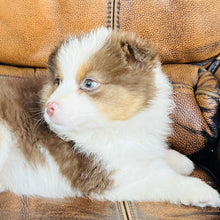 Load image into Gallery viewer, Hazel - Mini Australian Shepherd
