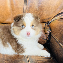 Load image into Gallery viewer, Hazel - Mini Australian Shepherd
