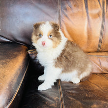 Load image into Gallery viewer, Hazel - Mini Australian Shepherd
