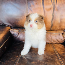 Load image into Gallery viewer, Hazel - Mini Australian Shepherd
