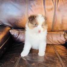 Load image into Gallery viewer, Hazel - Mini Australian Shepherd
