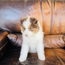 Load image into Gallery viewer, Hazel - Mini Australian Shepherd
