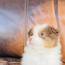 Load image into Gallery viewer, Hazel - Mini Australian Shepherd
