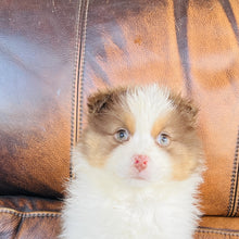 Load image into Gallery viewer, Hazel - Mini Australian Shepherd
