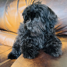 Load image into Gallery viewer, Jake found a home with BEKORA - Yorkie Poo
