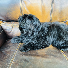 Load image into Gallery viewer, Jake found a home with BEKORA - Yorkie Poo
