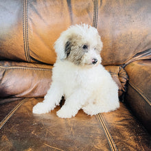 Load image into Gallery viewer, Jewel - Mini Aussiedoodle
