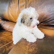 Load image into Gallery viewer, Jewel - Mini Aussiedoodle
