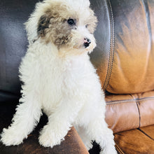 Load image into Gallery viewer, Jewel - Mini Aussiedoodle

