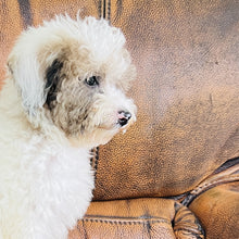 Load image into Gallery viewer, Jewel - Mini Aussiedoodle
