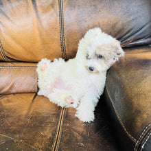Load image into Gallery viewer, Jewel - Mini Aussiedoodle
