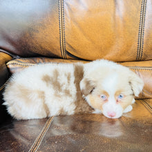 Load image into Gallery viewer, Hazel found a new home - Mini Australian Shepherd
