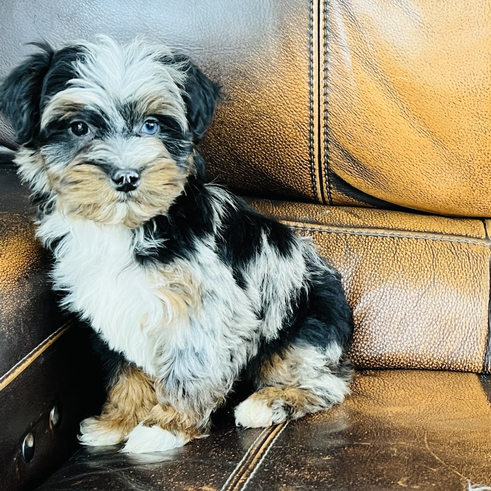 Mouse found a home - Mini Aussiedoodle