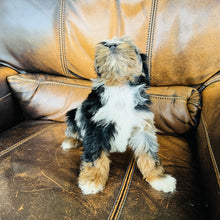 Load image into Gallery viewer, Mouse found a home - Mini Aussiedoodle
