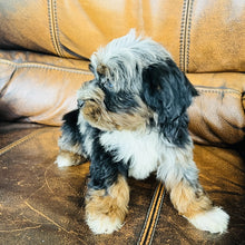 Load image into Gallery viewer, Mouse found a home - Mini Aussiedoodle
