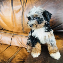 Load image into Gallery viewer, Mouse found a home - Mini Aussiedoodle
