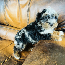 Load image into Gallery viewer, Mouse found a home - Mini Aussiedoodle
