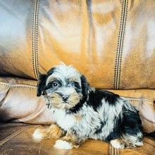 Load image into Gallery viewer, Mouse found a home - Mini Aussiedoodle
