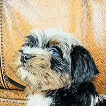 Load image into Gallery viewer, Mouse found a home - Mini Aussiedoodle
