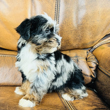 Load image into Gallery viewer, Mouse found a home - Mini Aussiedoodle
