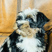 Load image into Gallery viewer, Mouse found a home - Mini Aussiedoodle
