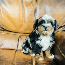 Load image into Gallery viewer, Mouse found a home - Mini Aussiedoodle
