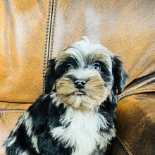 Load image into Gallery viewer, Mouse found a home - Mini Aussiedoodle
