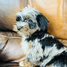 Load image into Gallery viewer, Mouse found a home - Mini Aussiedoodle
